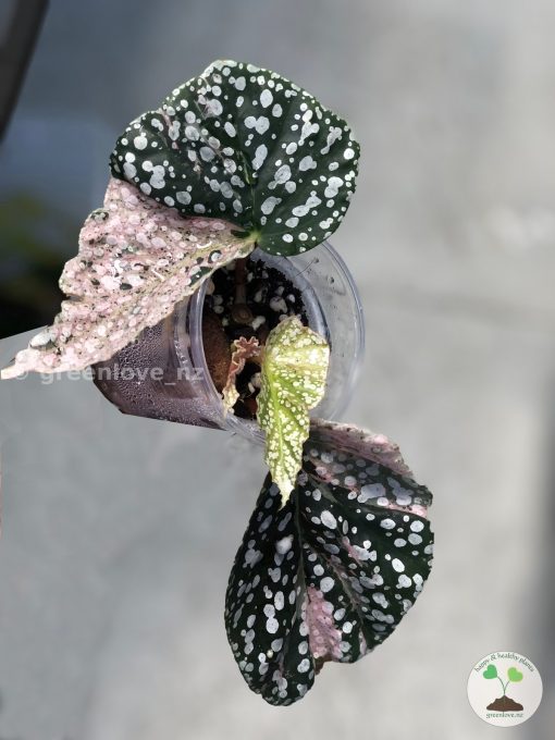Begonia Snow Capped Variegated