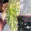Begonia Snow Capped Variegated