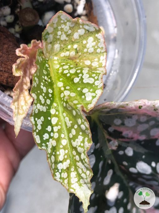 Begonia Snow Capped Variegated