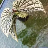 Begonia Juanita Jewel