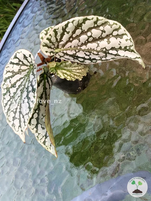 Begonia Juanita Jewel