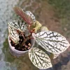 Image of a Begonia Juanita Jewel @greenlove_nz