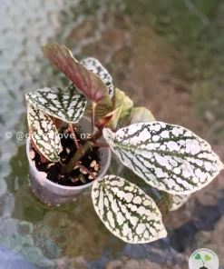 Image of a Begonia Juanita Jewel @greenlove_nz