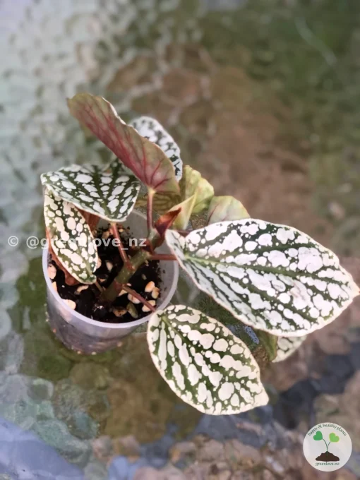Image of a Begonia Juanita Jewel @greenlove_nz