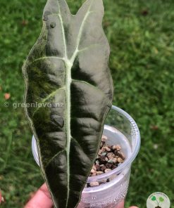 Alocasia Sanderiana Aurea