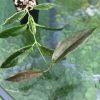 Hoya Archboldiana Albo | Plant B