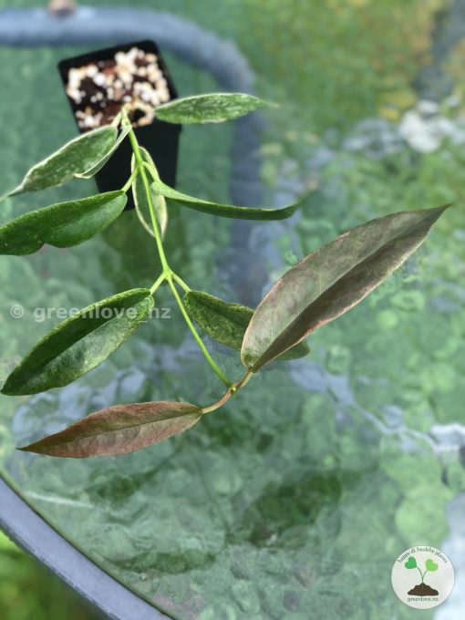 Hoya Archboldiana Albo | Plant B