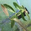 Archboldiana Albo plant - bigger size from @greenlove_nz