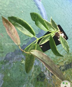 Archboldiana Albo plant - bigger size from @greenlove_nz