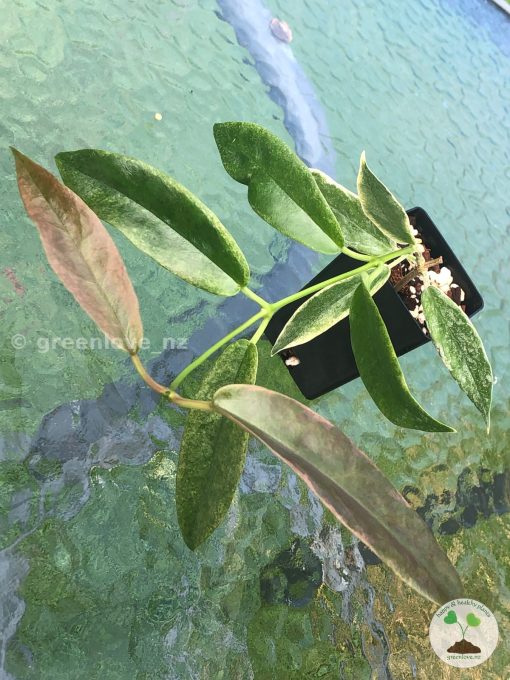 Archboldiana Albo plant - bigger size from @greenlove_nz