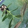 Hoya Archboldiana Albo | Plant B