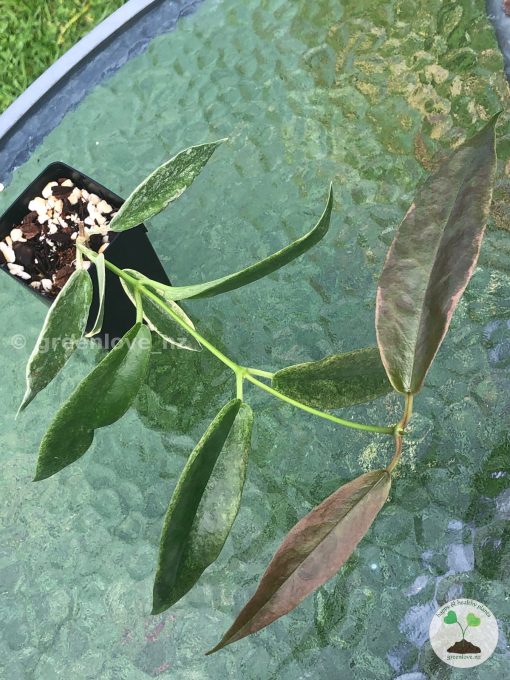 Hoya Archboldiana Albo | Plant B