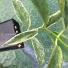 Hoya Archboldiana Albo | Plant B