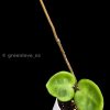 Hoya Chelsea @greenlove_nz
