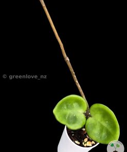 Hoya Chelsea @greenlove_nz
