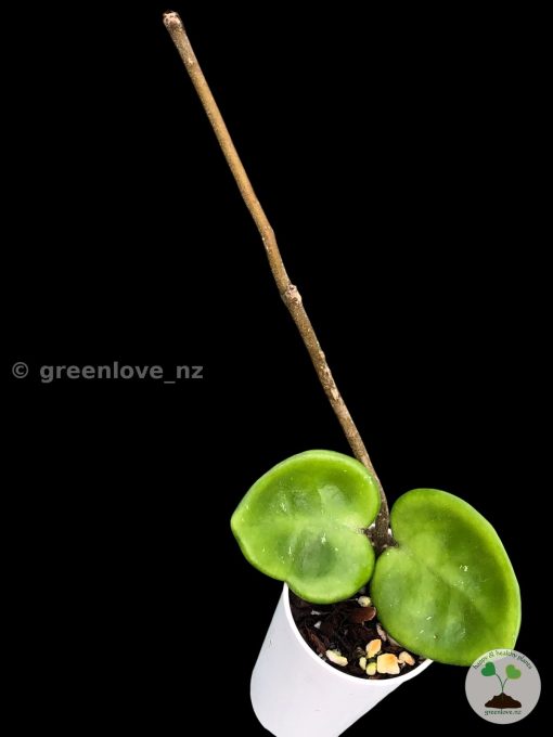 Hoya Chelsea @greenlove_nz