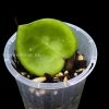 Hoya Chelsea single leaf plant at @greenlove_nz