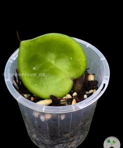 Hoya Chelsea single leaf plant at @greenlove_nz