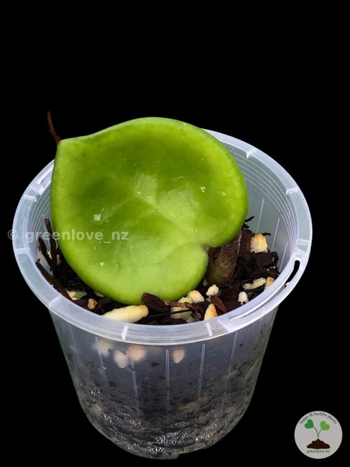 Hoya Chelsea single leaf plant at @greenlove_nz
