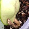 Hoya Chelsea with new growth | Plant A