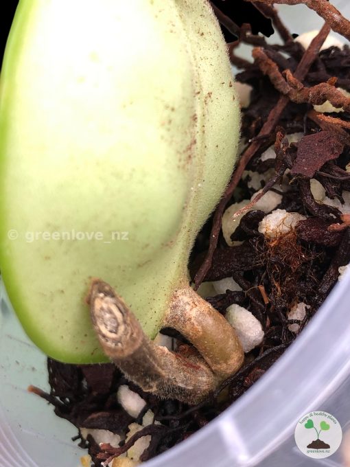 Hoya Chelsea with new growth | Plant A