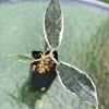 Hoya Archboldiana albo plant at greenove.nz