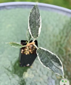 Hoya Archboldiana albo plant at greenove.nz