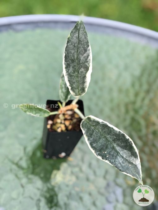 Hoya Archboldiana albo plant at greenove.nz