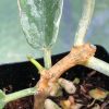 Hoya Archboldiana albo plant showing new growth at greenove.nz