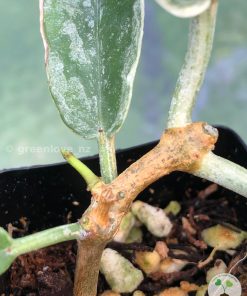 Hoya Archboldiana albo plant showing new growth at greenove.nz