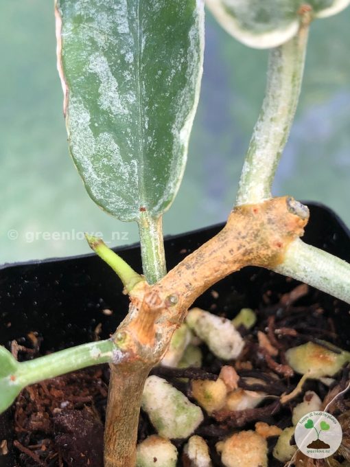 Hoya Archboldiana albo plant showing new growth at greenove.nz