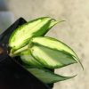 Hoya fishtail inner variegated