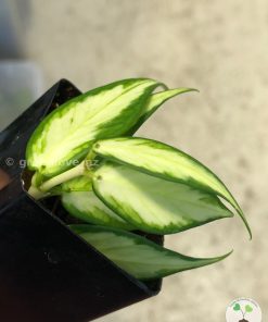 Hoya fishtail inner variegated