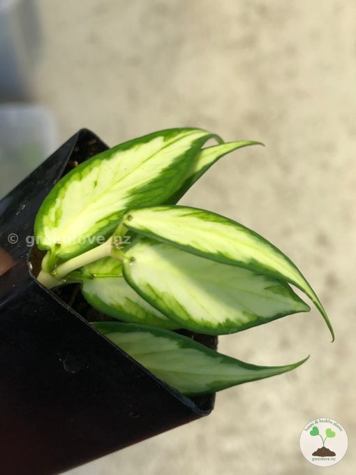 Hoya fishtail inner variegated