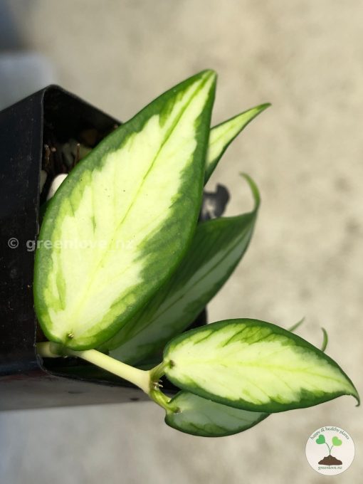 Hoya fishtail inner variegated