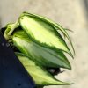 Hoya fishtail inner variegated