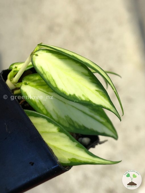 Hoya fishtail inner variegated