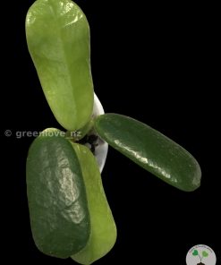 hoya rotundiflora @greenlove_nz