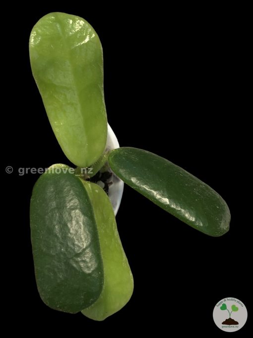 hoya rotundiflora @greenlove_nz