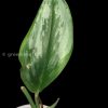 Scindapsus Officinalis Silver