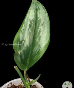 Scindapsus Officinalis Silver