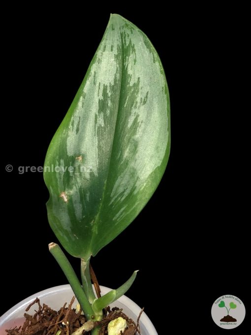 Scindapsus Officinalis Silver