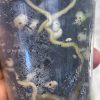 roots of Scindapsus Officinalis Silver from @greenlove_nz