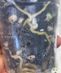 roots of Scindapsus Officinalis Silver from @greenlove_nz