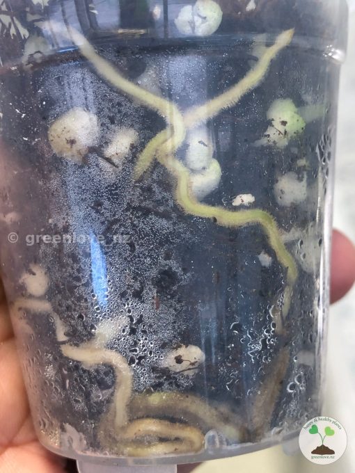 roots of Scindapsus Officinalis Silver from @greenlove_nz