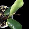 Hoya rotundiflora