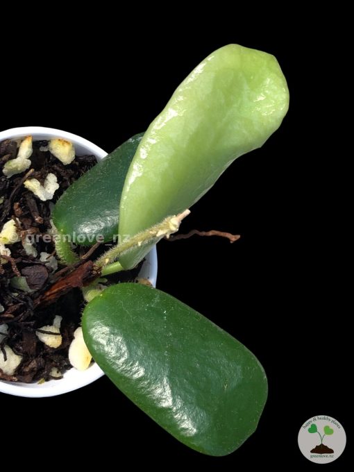 Hoya rotundiflora