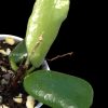 Hoya rotundiflora
