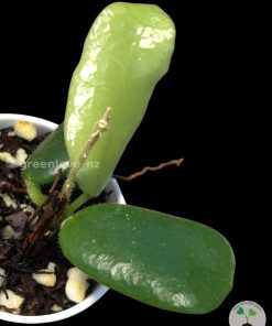 Hoya rotundiflora