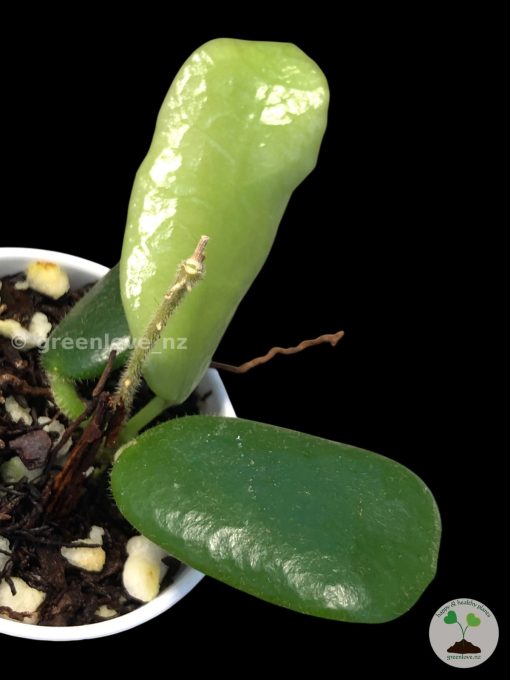 Hoya rotundiflora
